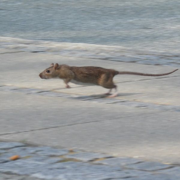 Sort rotte, husrotte p&aring; fortov