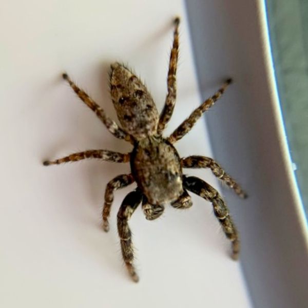 Stor springedderkop (Marpissa muscosa)