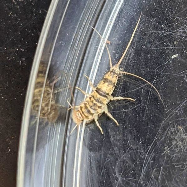 Ovnfisk / Stort s&oslash;lvkr&aelig; (Thermobia domestica)