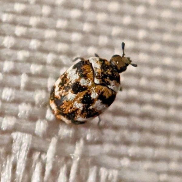 T&aelig;ppeklanner (Anthrenus verbasci)