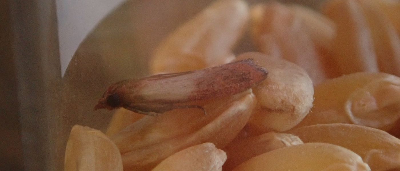 Tofarvet fr&oslash;m&oslash;l p&aring; n&oslash;dder