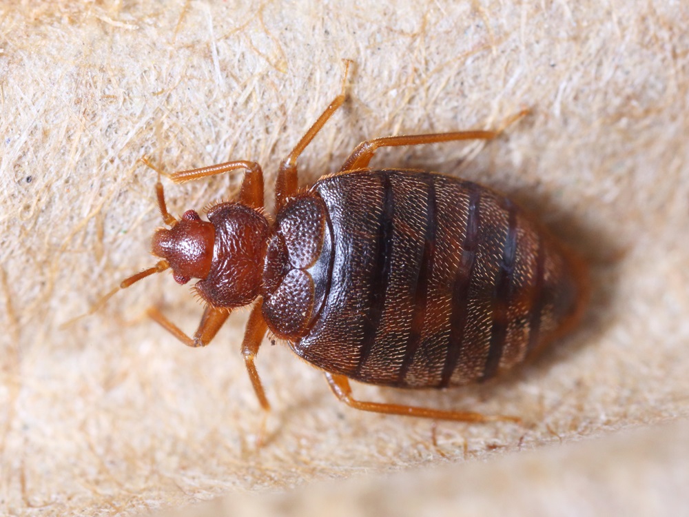 V&aelig;ggelus, sengelus, bed bug