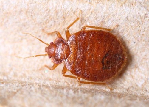 V&aelig;ggelus helt t&aelig;t p&aring; - zoom