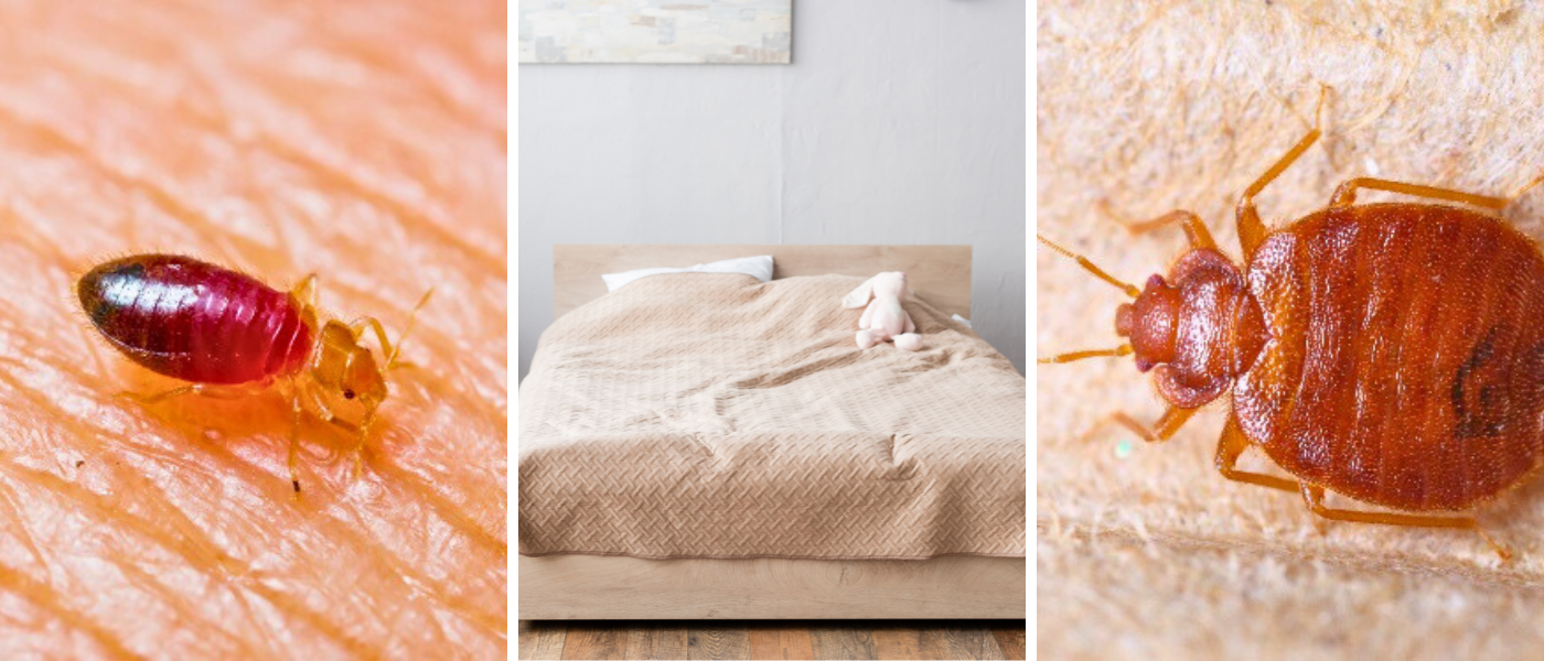 GUIDE | S&aring;dan bek&aelig;mper du v&aelig;ggelus